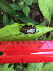 Protaetia orientalis
