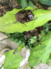 Protaetia orientalis