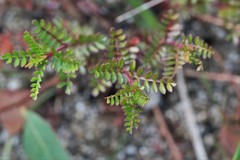 Boronia microphylla