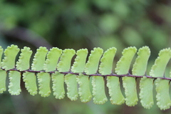 Adiantum patens