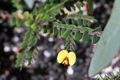 Bossiaea neoanglica