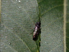 Passaloecus