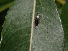 Passaloecus