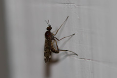 Sylvicola alternatus