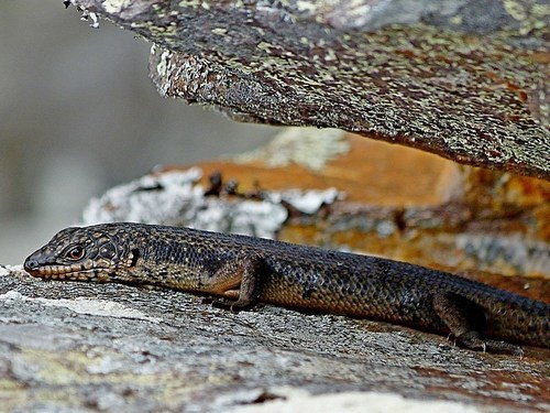Black Crevice-skink, Egernia saxatilis