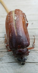 Prionus pocularis