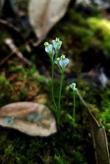 Burmannia biflora