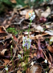 Burmannia biflora