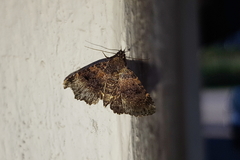 Metalectra quadrisignata