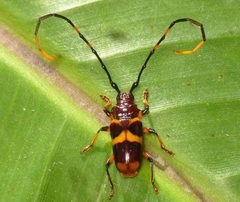 Trachyderes hilaris