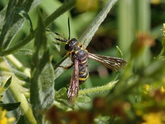 Cerceris atramontensis