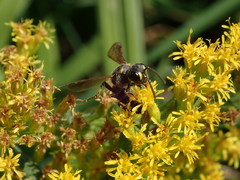 Cerceris atramontensis