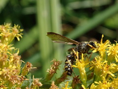 Cerceris atramontensis
