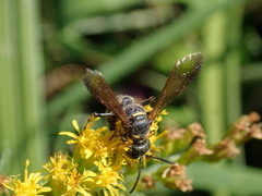 Cerceris atramontensis