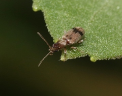 Notoxus desertus
