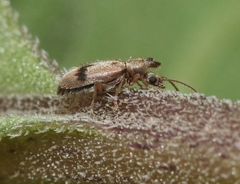 Notoxus desertus