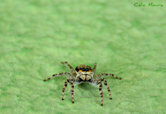 Menemerus bivittatus