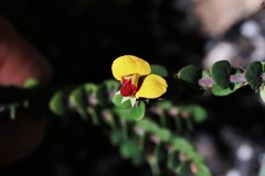 Bossiaea neoanglica