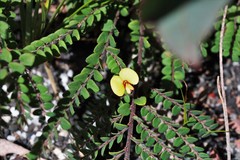 Bossiaea neoanglica