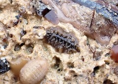 Acanthochitona