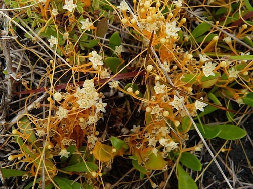 Image of Cuscuta tasmanica by (c) Max Campbell, some rights reserved (CC BY)