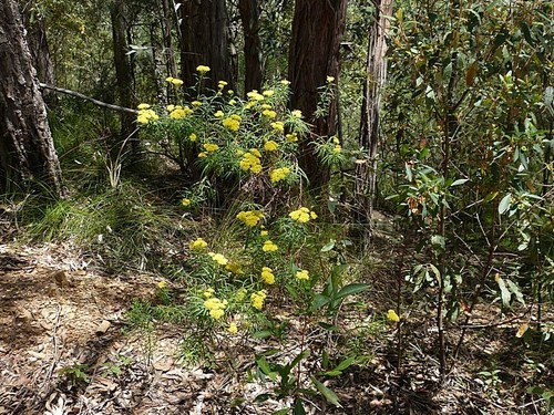 Image of Cassinia Aureonitens (Cassinia aureonitens) by (c) Max Campbell, some rights reserved (CC BY)