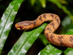 Pareas chinensis