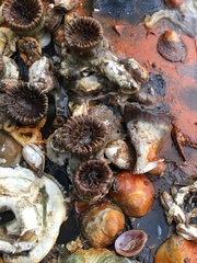 Paracyathus stearnsii