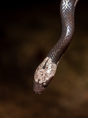 Lycodon futsingensis