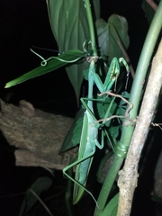 Stagmatoptera septentrionalis