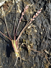 Triglochin gaspensis