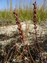 Triglochin gaspensis