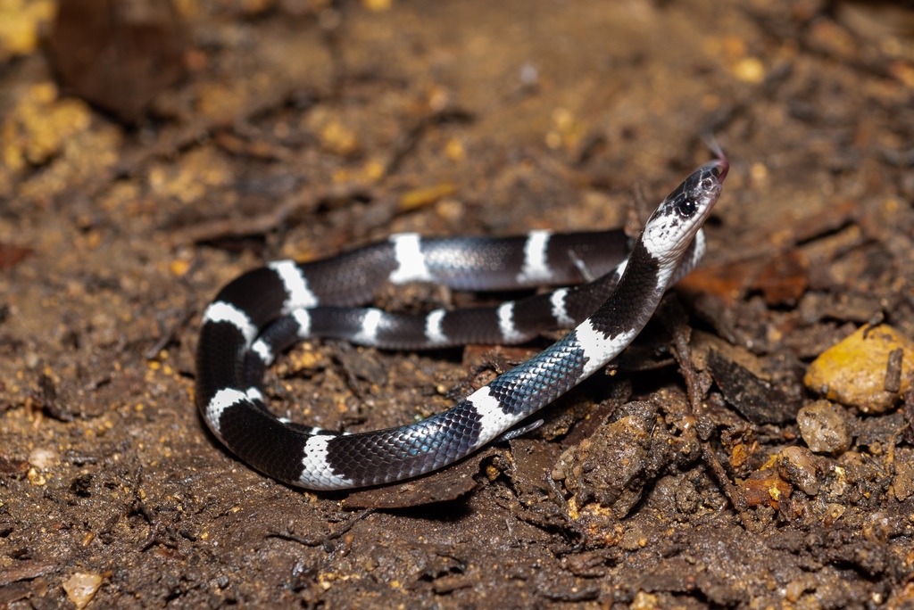 Malayan Banded Wolf Snake in September 2020 by Lawrence Hylton ...