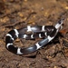 Malayan Banded Wolf Snake - Photo (c) Lawrence Hylton, some rights reserved (CC BY-NC)