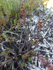 Triglochin gaspensis