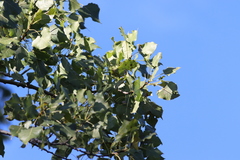 Populus deltoides deltoides