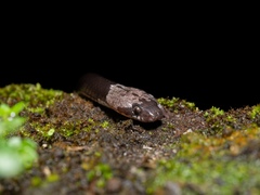 Lycodon futsingensis