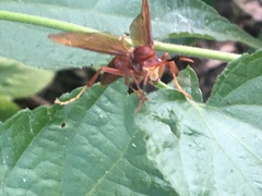 Polistes canadensis