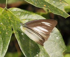 Appias lyncida eleonora