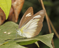 Appias lyncida eleonora