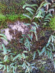 Pyrrosia linearifolia