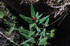 Olearia oppositifolia