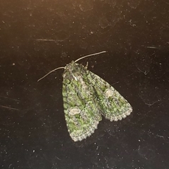 Phosphila miselioides