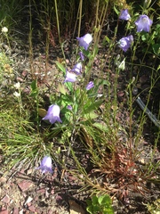 Campanula rotundifolia