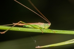 Conocephalus (Anisoptera) gracillimus image