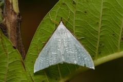 Ramila