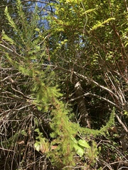 Erica lusitanica