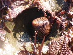 Calliostoma canaliculatum