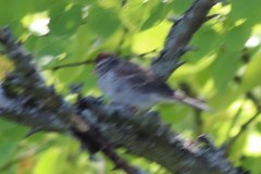 Spizella passerina passerina