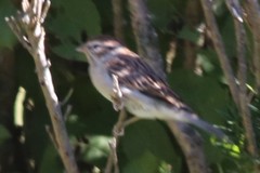 Spizella passerina passerina